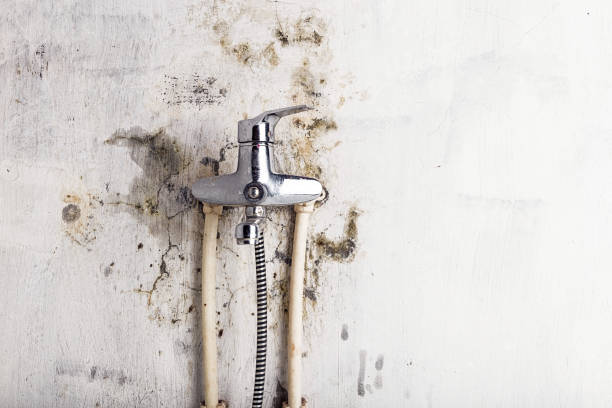 Best Same-Day Mold Removal  in Signal Mountain, TN