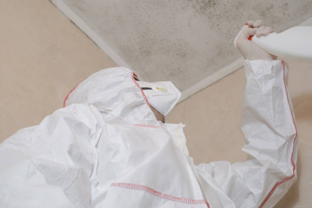 Best Toxic Mold Removal  in Signal Mountain, TN